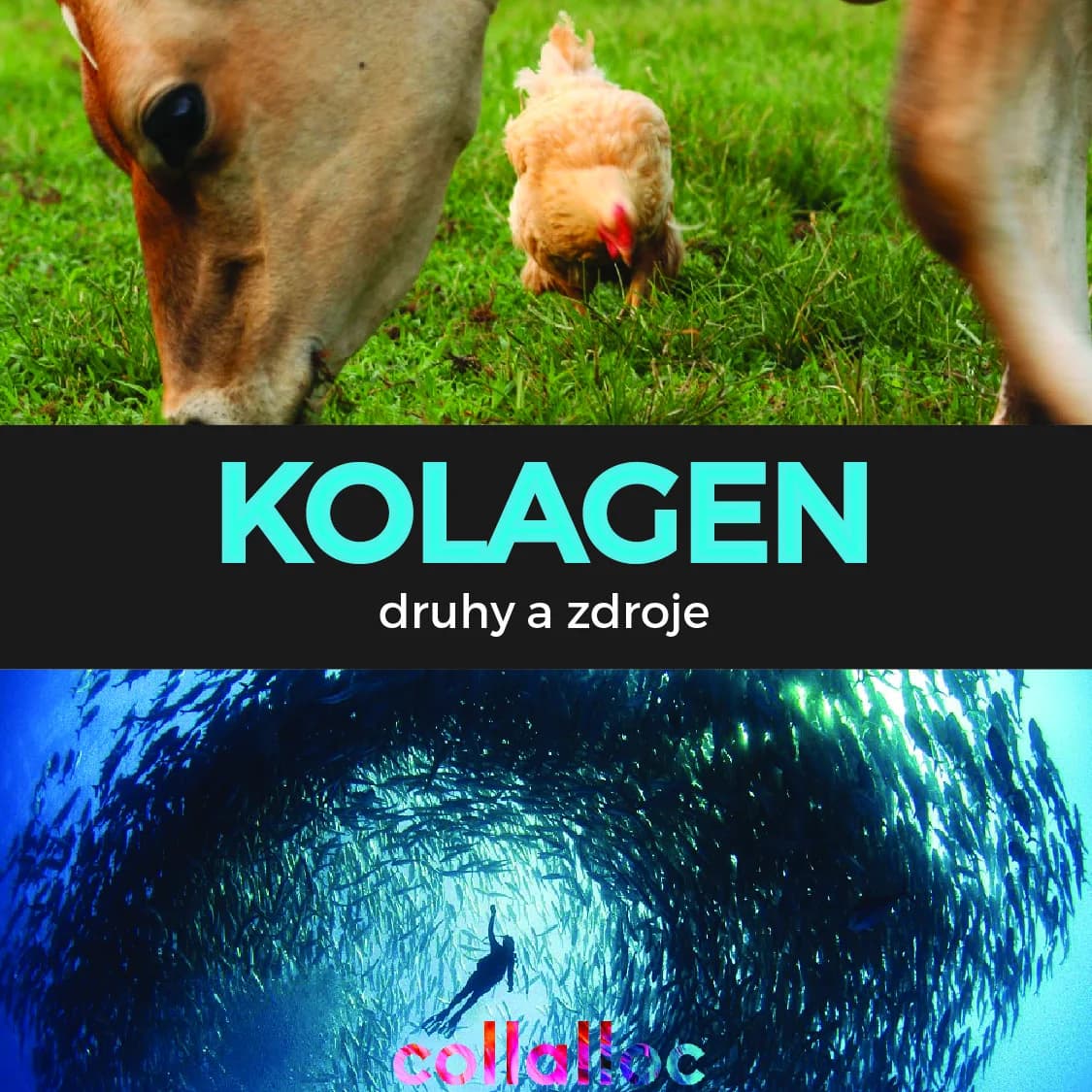 Druhy a zdroje kolagenu: typy I, II, III (II. díl seriálu)