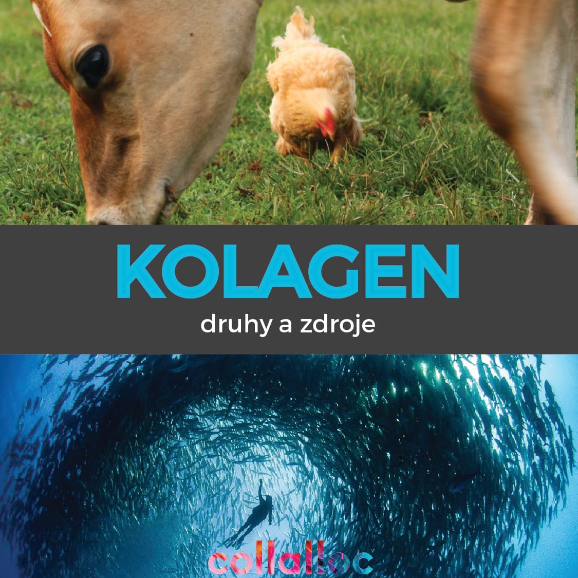 WHAT IS COLLAGEN? PART II: Types and sources