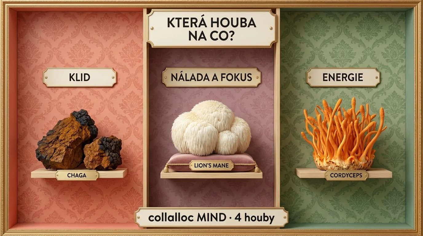Chaga, Lion’s Mane, Cordyceps: ktorá huba na pokoj, náladu a energiu?