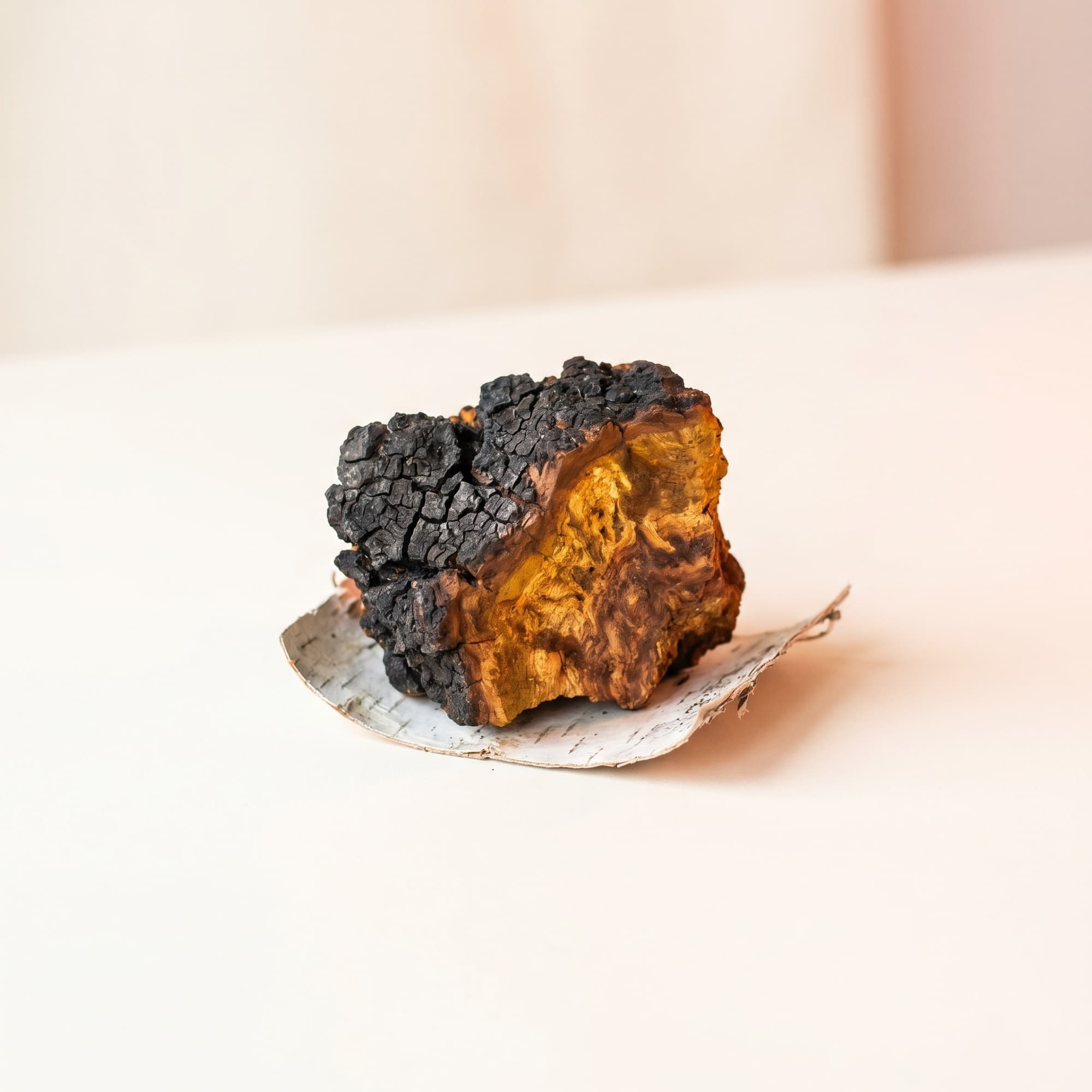 Chaga (Inonotus obliquus)