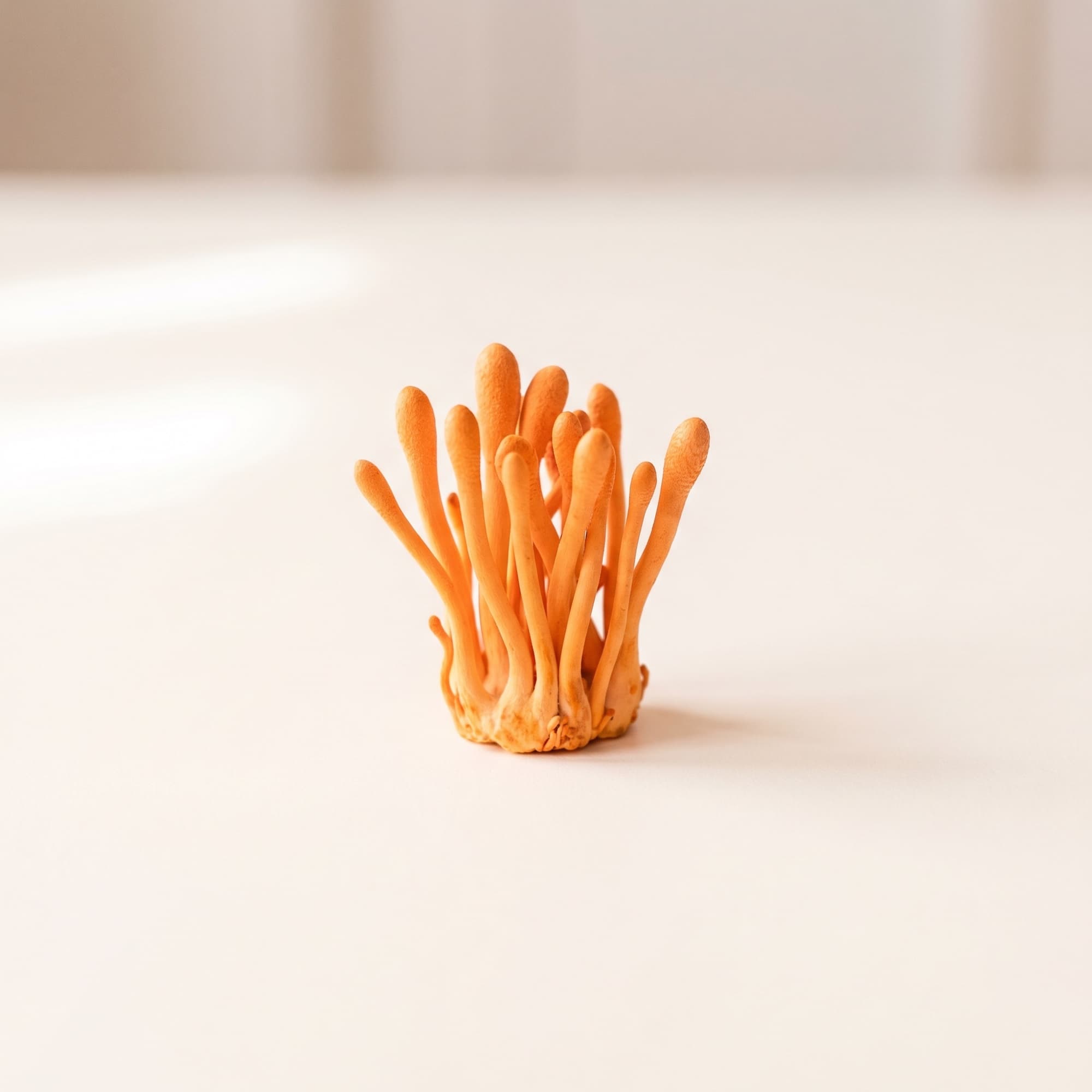 Cordyceps (Cordyceps sinensis)