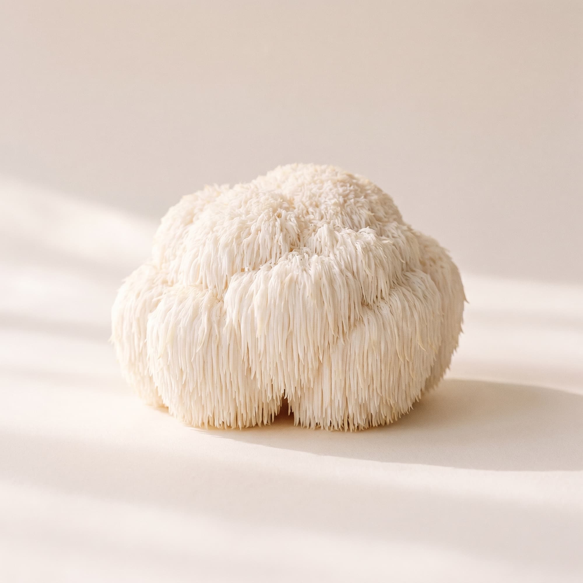 Lion’s Mane (Hericium erinaceus)