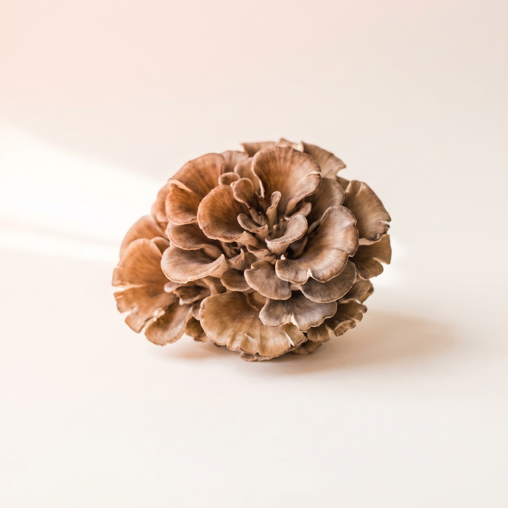 Maitake (Grifola frondosa)